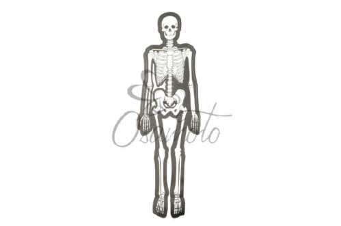 Наклейка декор SKELETON (29х10см) (#0072B)